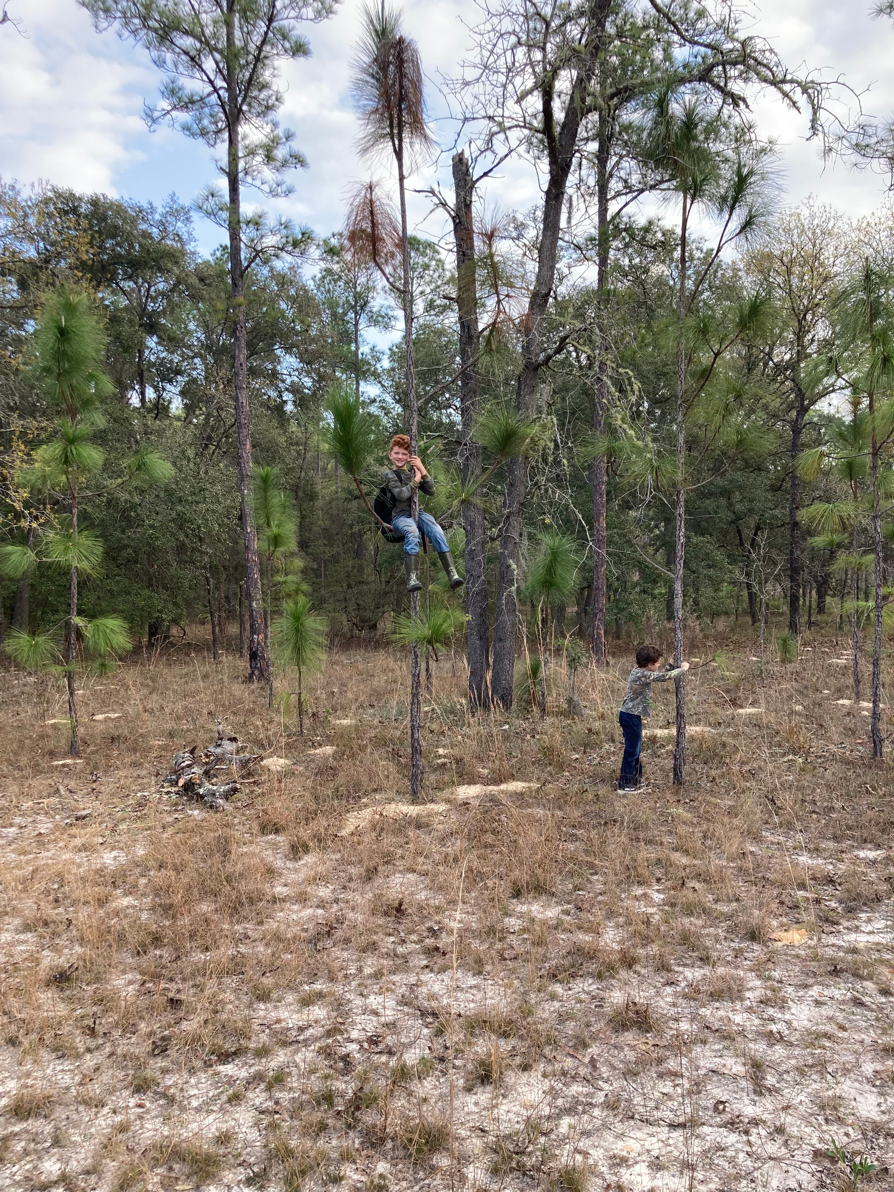 Troop 51 boy climbing in a tree outdoors